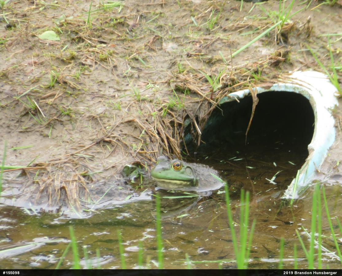 American Bullfrog
