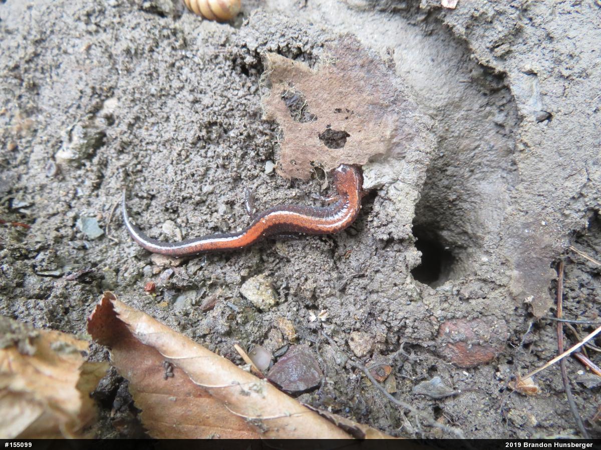 Eastern Red-backed  Salamander