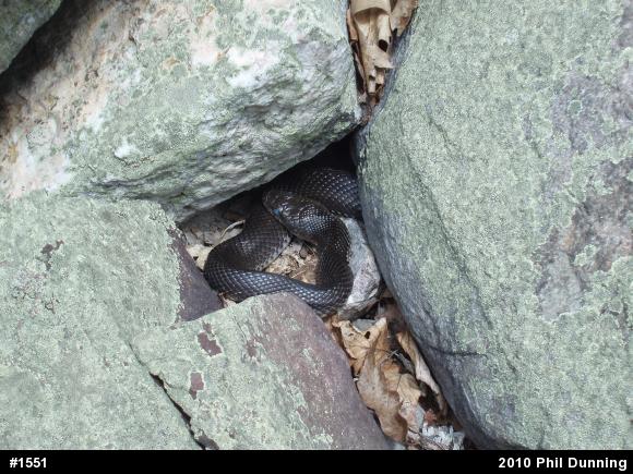 Eastern Ratsnake