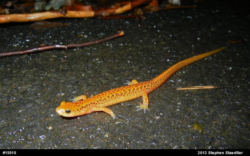 Eastern Long-tailed Salamander