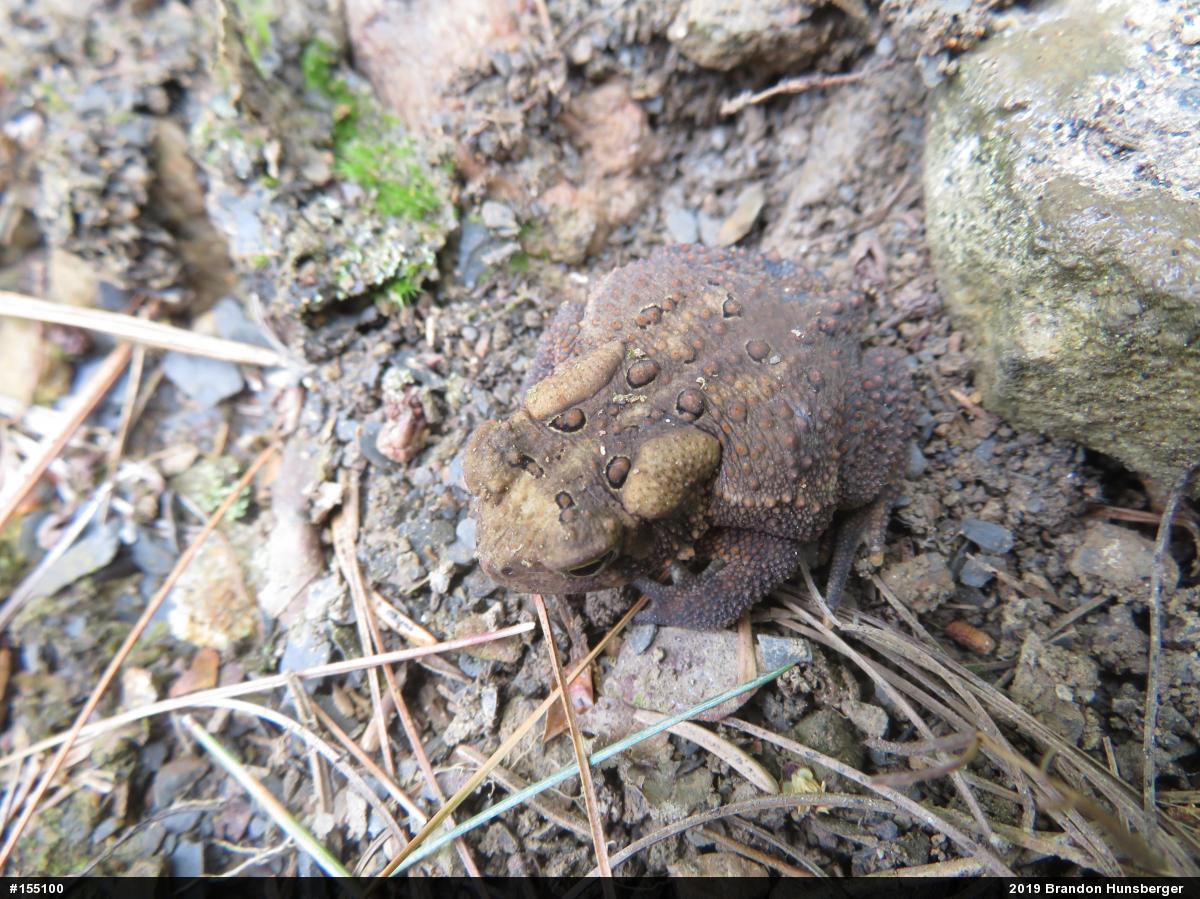 Eastern American Toad
