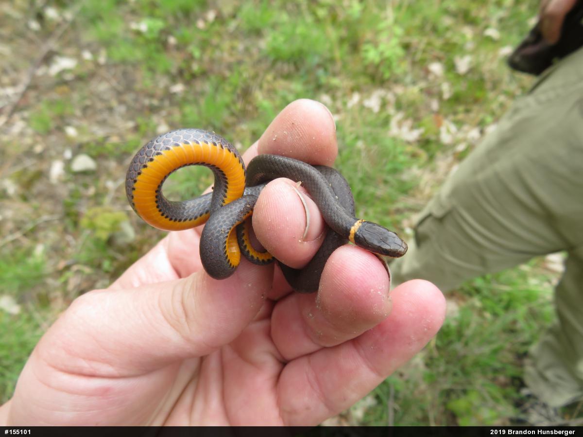 Northern Ring-necked Snake
