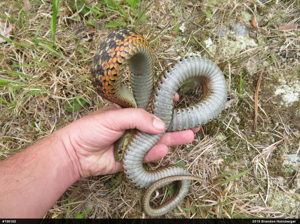 Eastern Gartersnake
