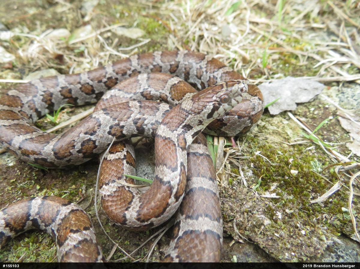 Eastern Milksnake