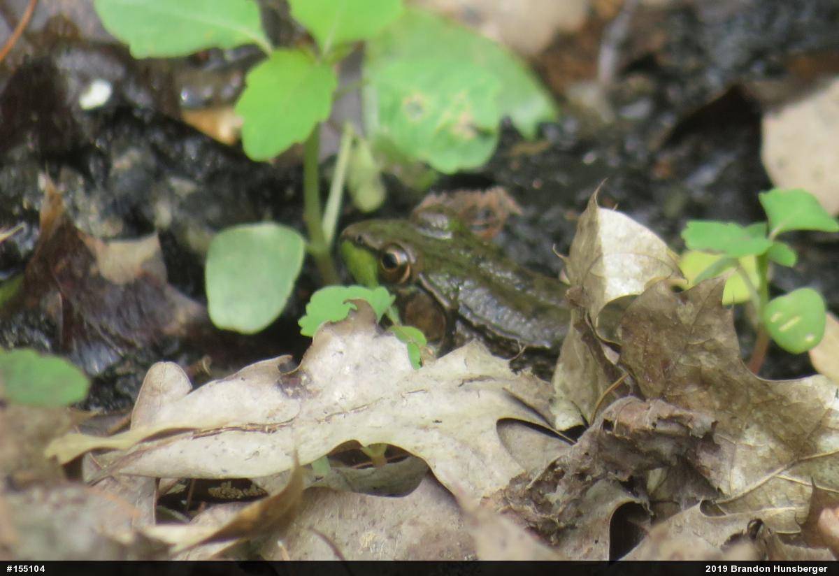 Green Frog