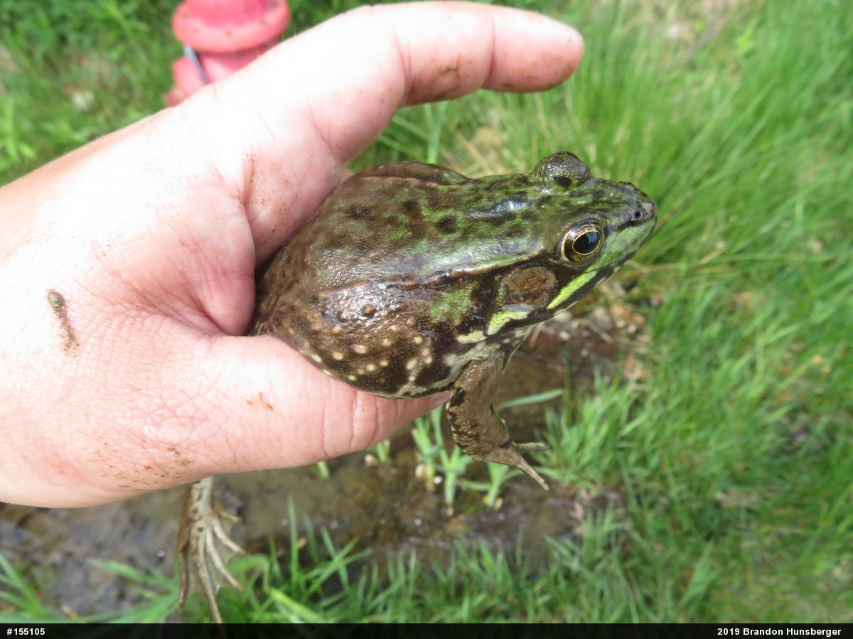 Green Frog