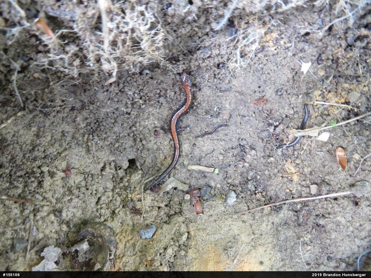 Eastern Red-backed  Salamander