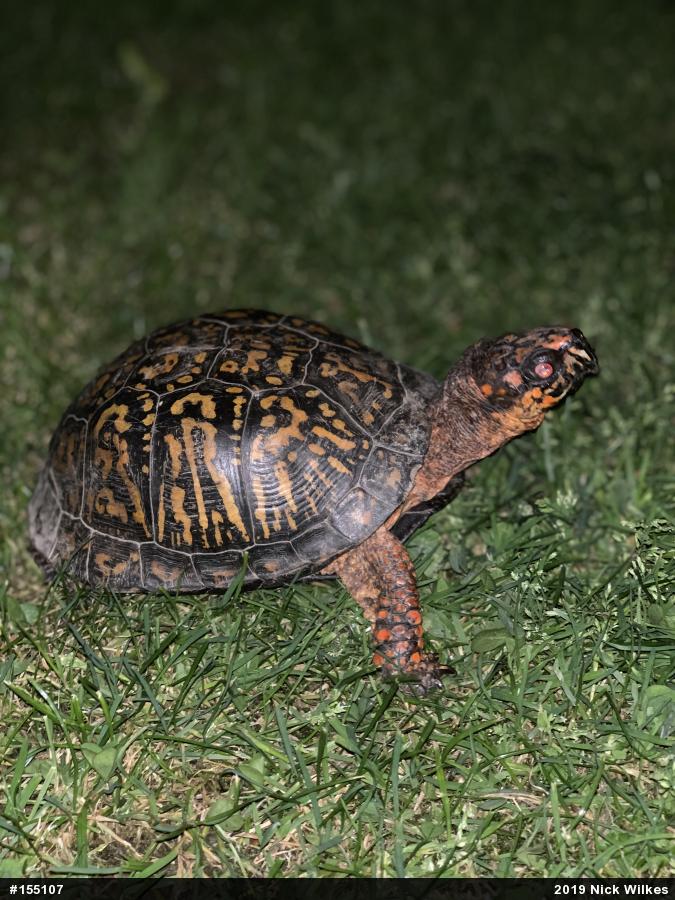 Eastern Box Turtle