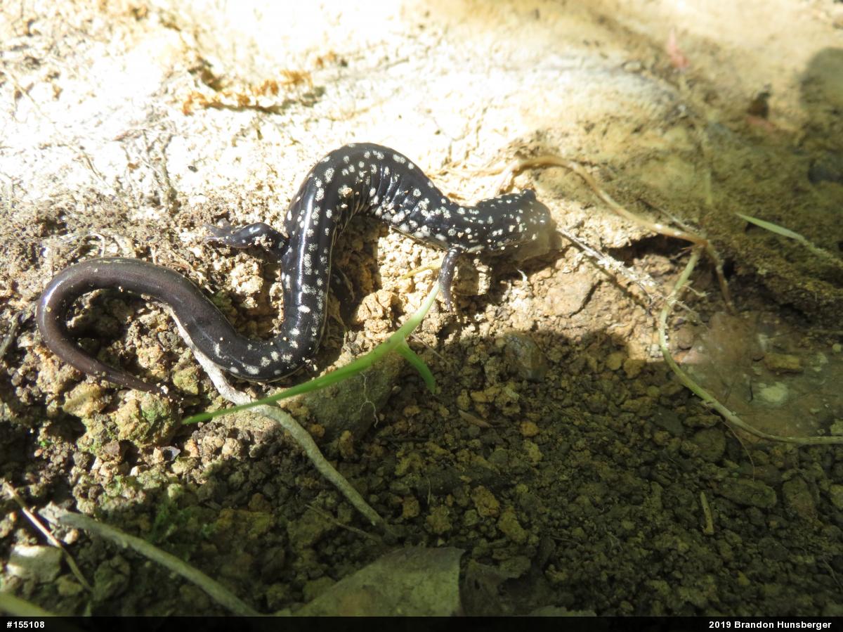 Northern Slimy Salamander