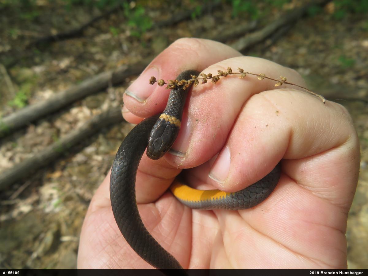 Northern Ring-necked Snake