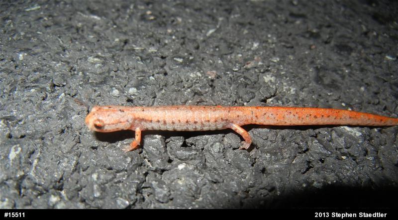 Four-toed Salamander