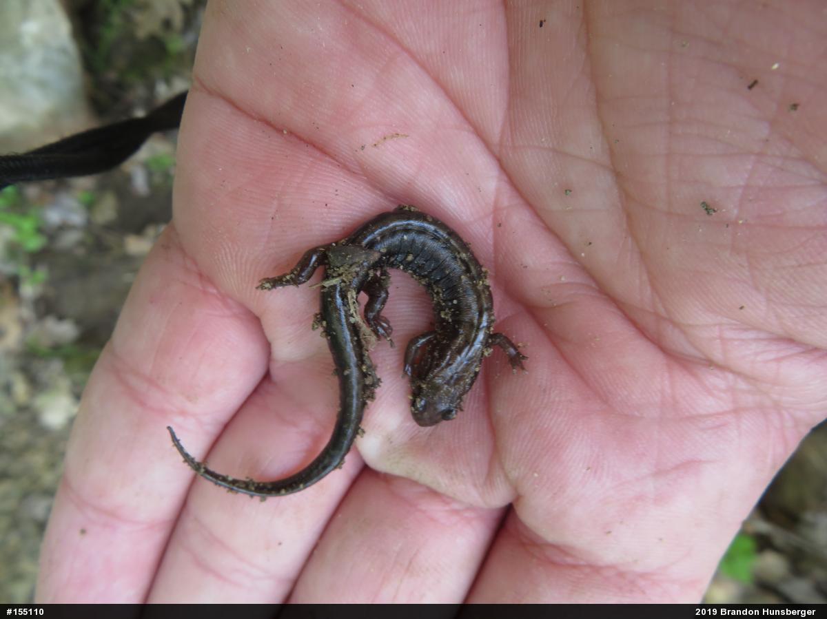Allegheny Mountain Dusky Salamander