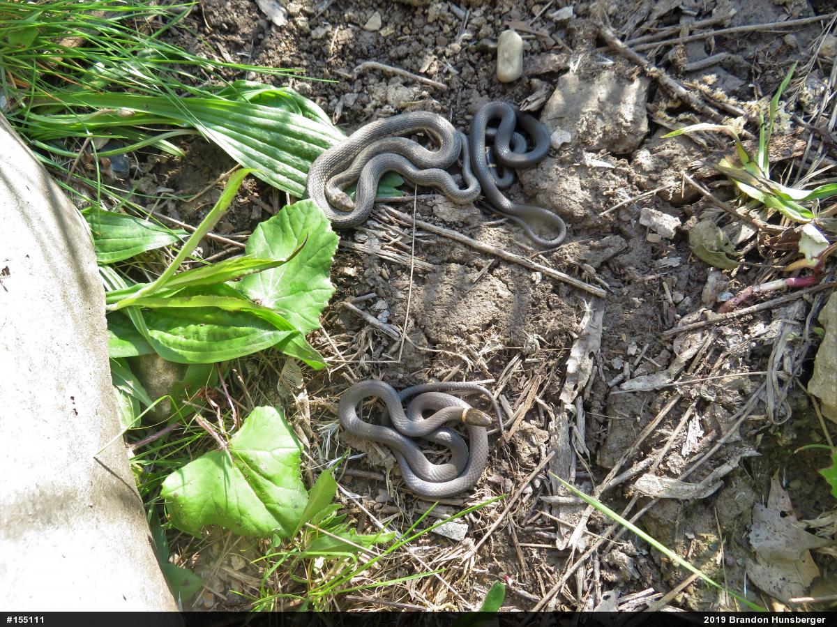 Eastern Gartersnake
