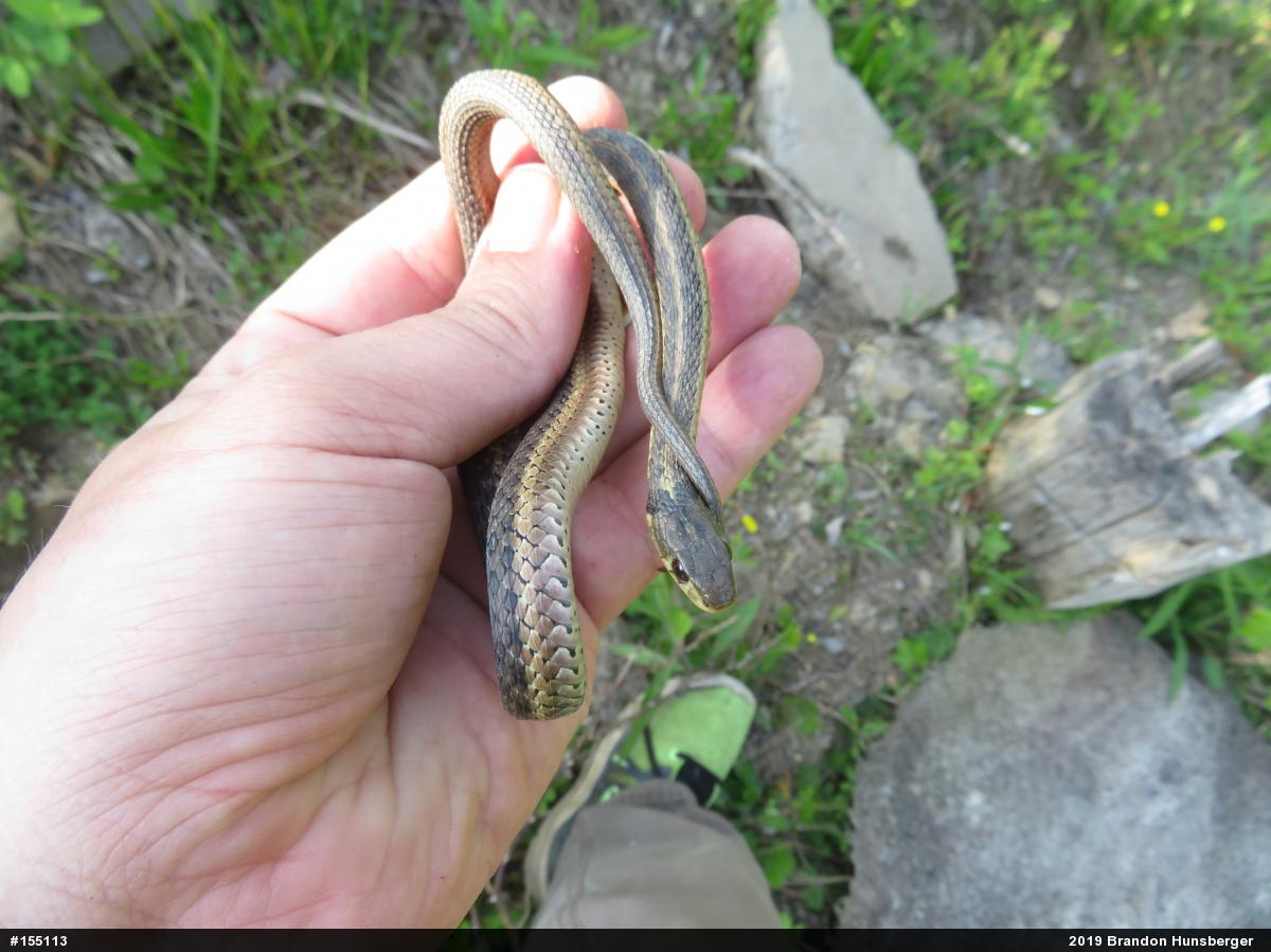 Eastern Gartersnake