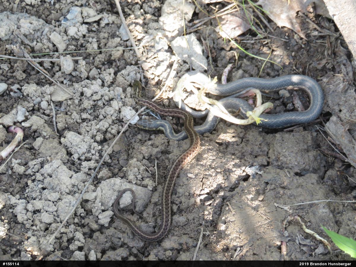 Eastern Gartersnake