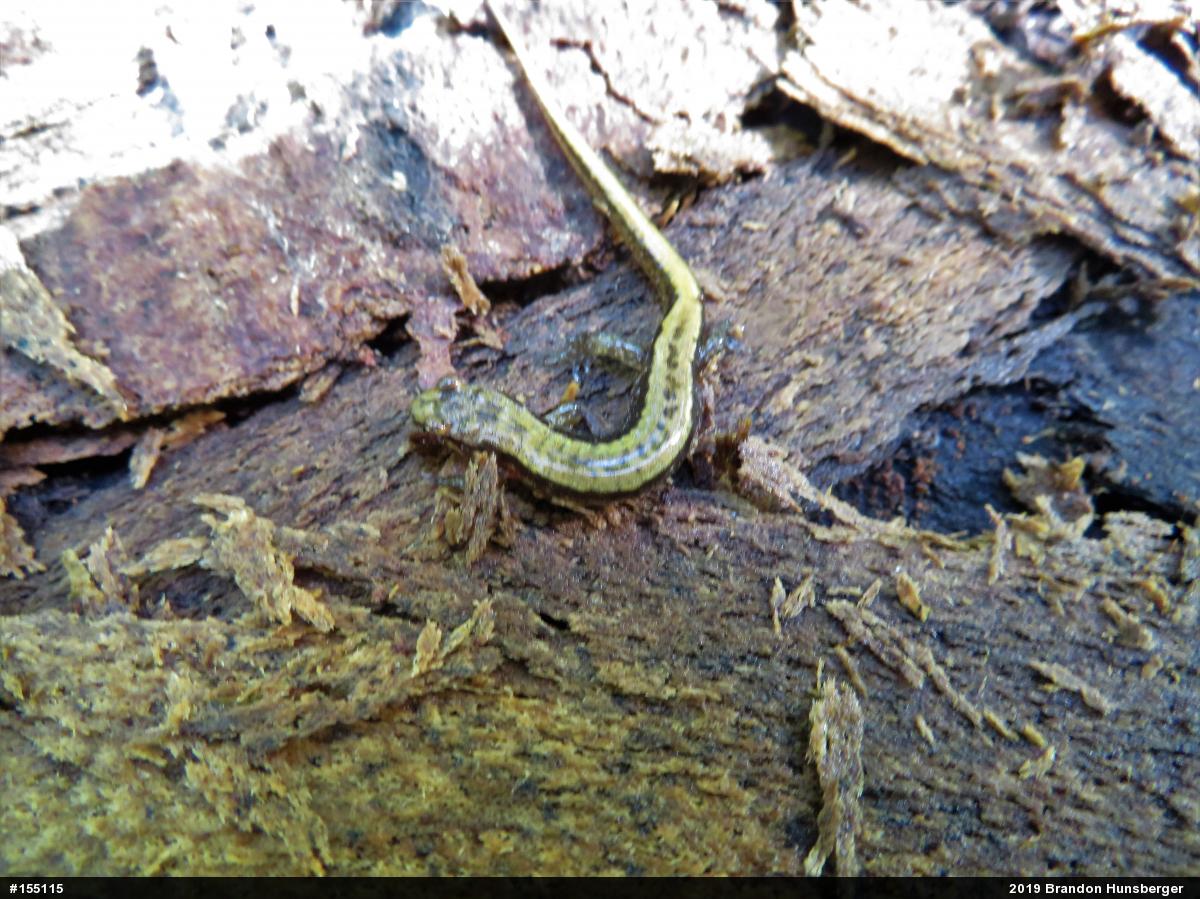 Allegheny Mountain Dusky Salamander