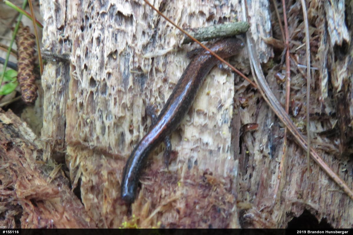 Eastern Red-backed  Salamander