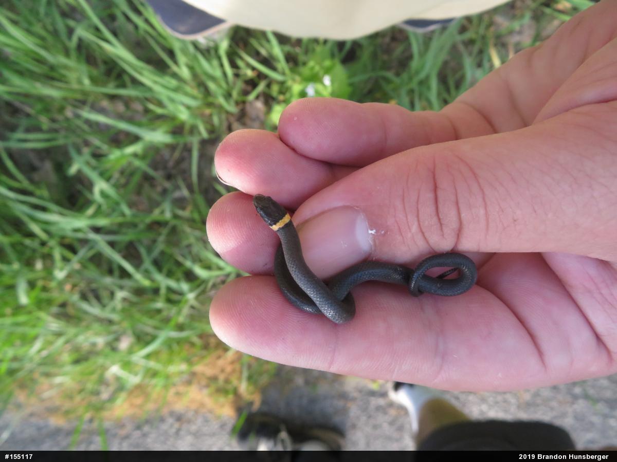 Northern Ring-necked Snake