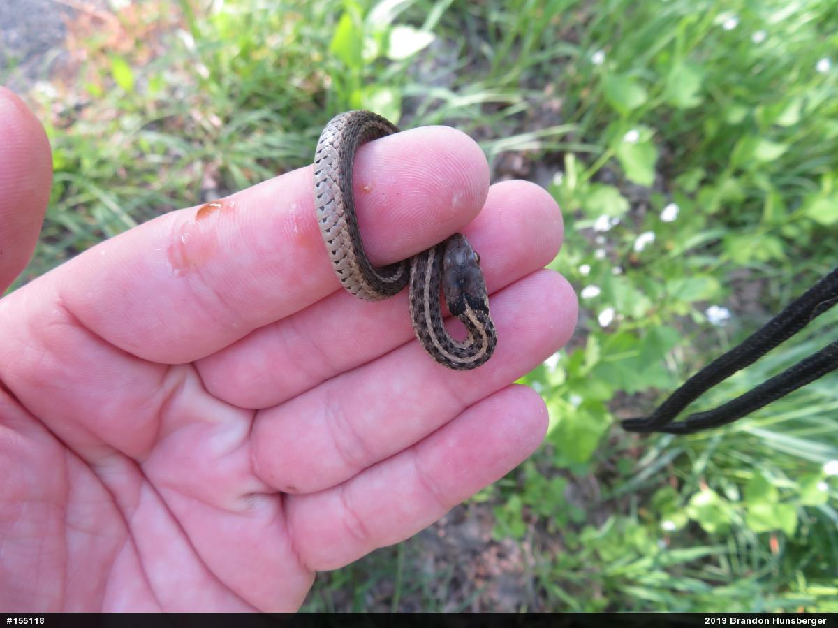 Eastern Gartersnake
