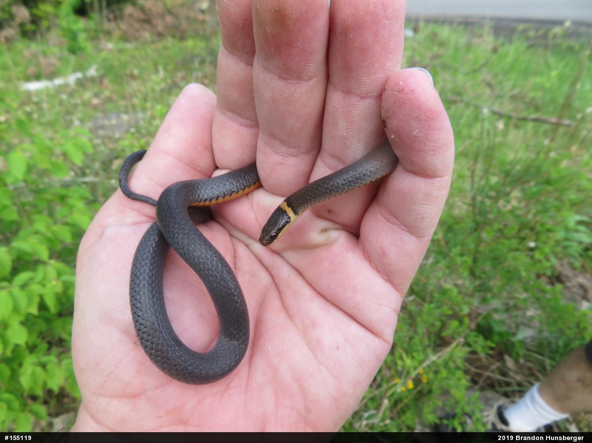 Northern Ring-necked Snake