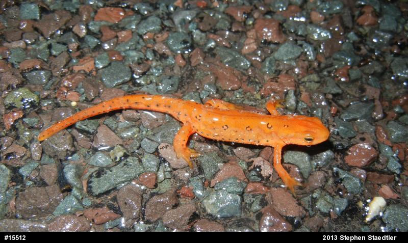 Red-spotted Newt