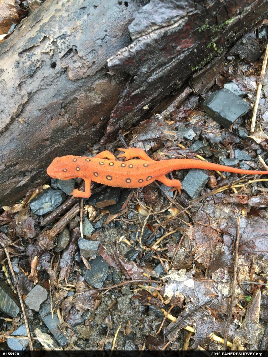 Red-spotted Newt