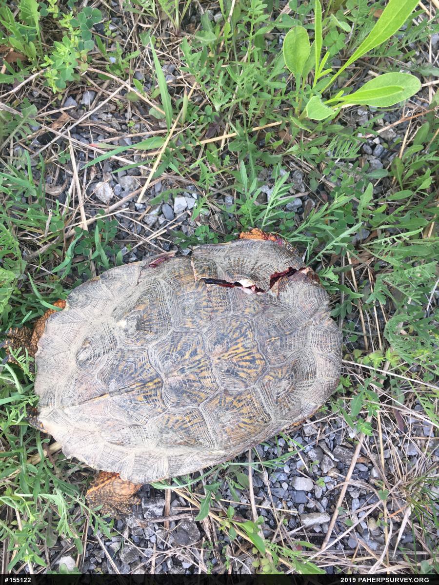 Wood Turtle