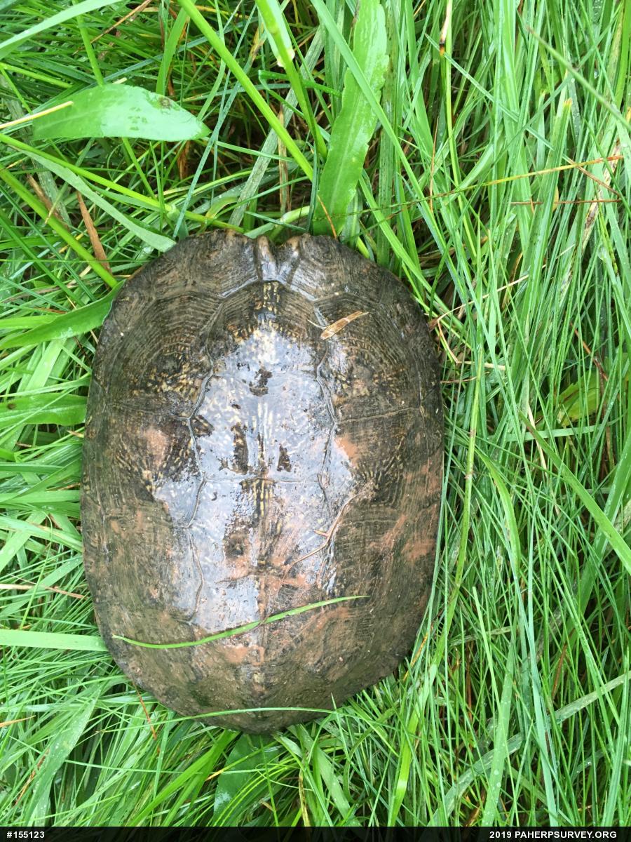 Wood Turtle
