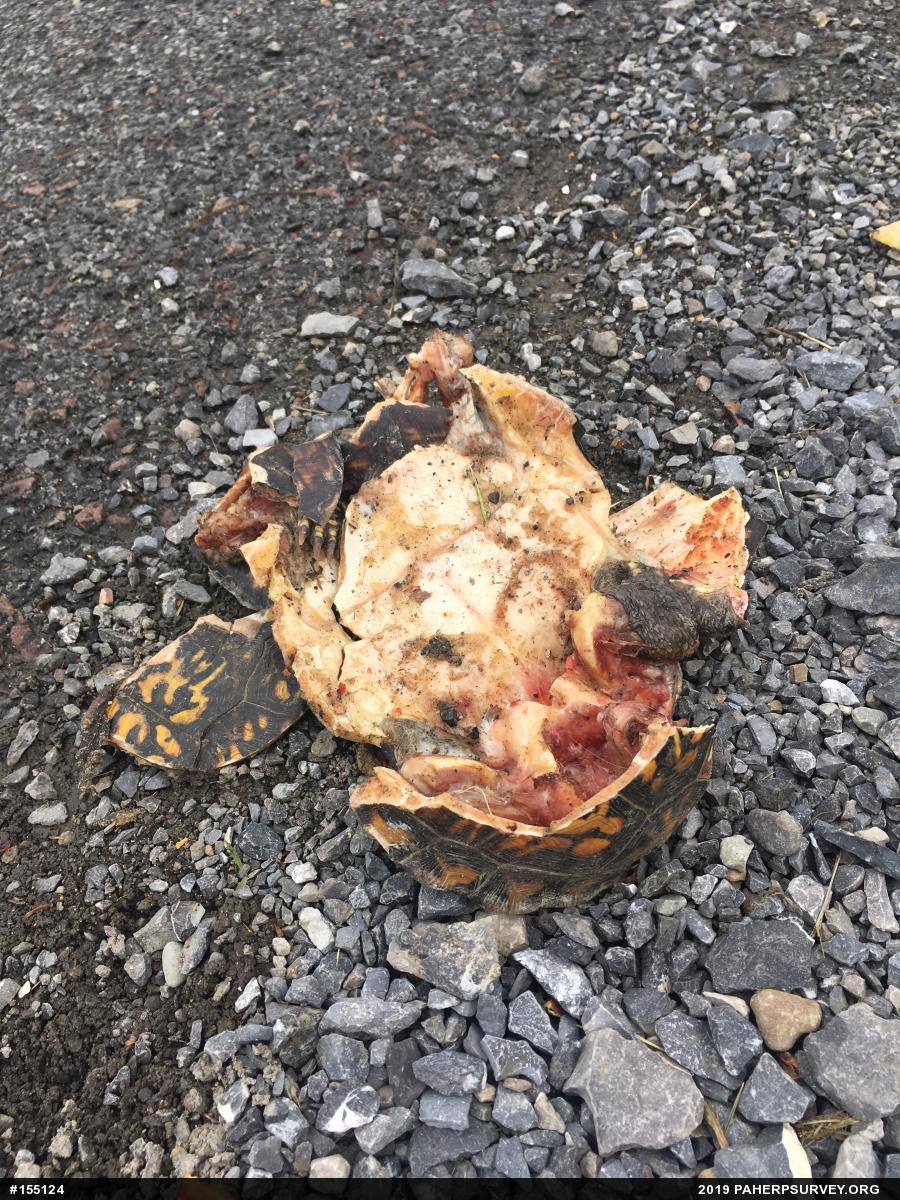 Eastern Box Turtle