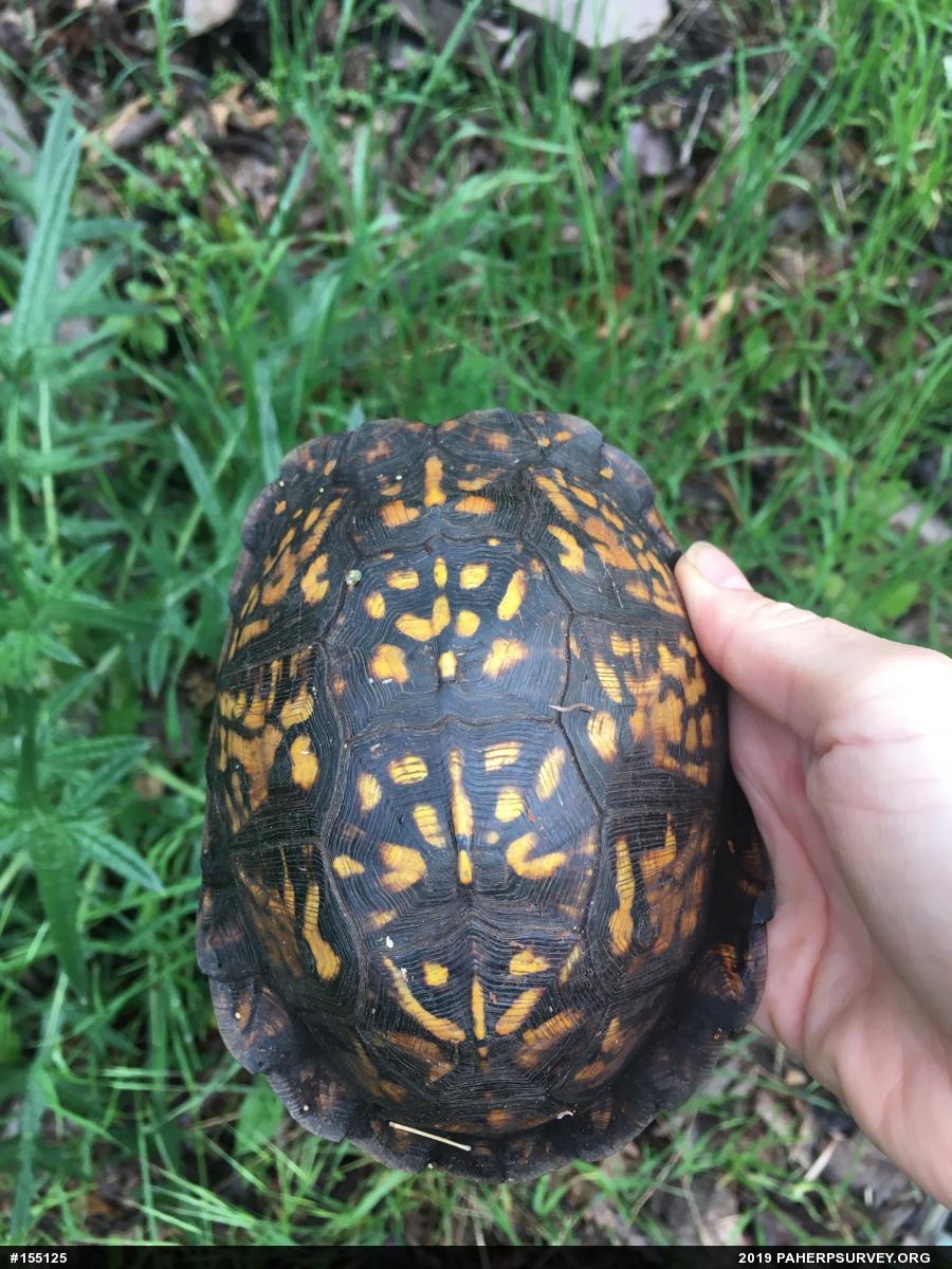 Eastern Box Turtle