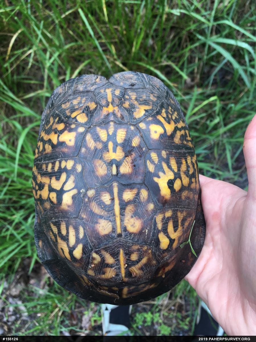 Eastern Box Turtle