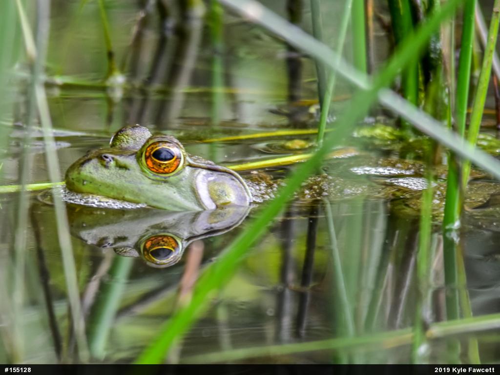 American Bullfrog