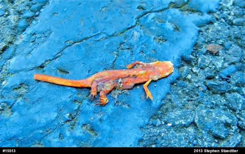 Red-spotted Newt