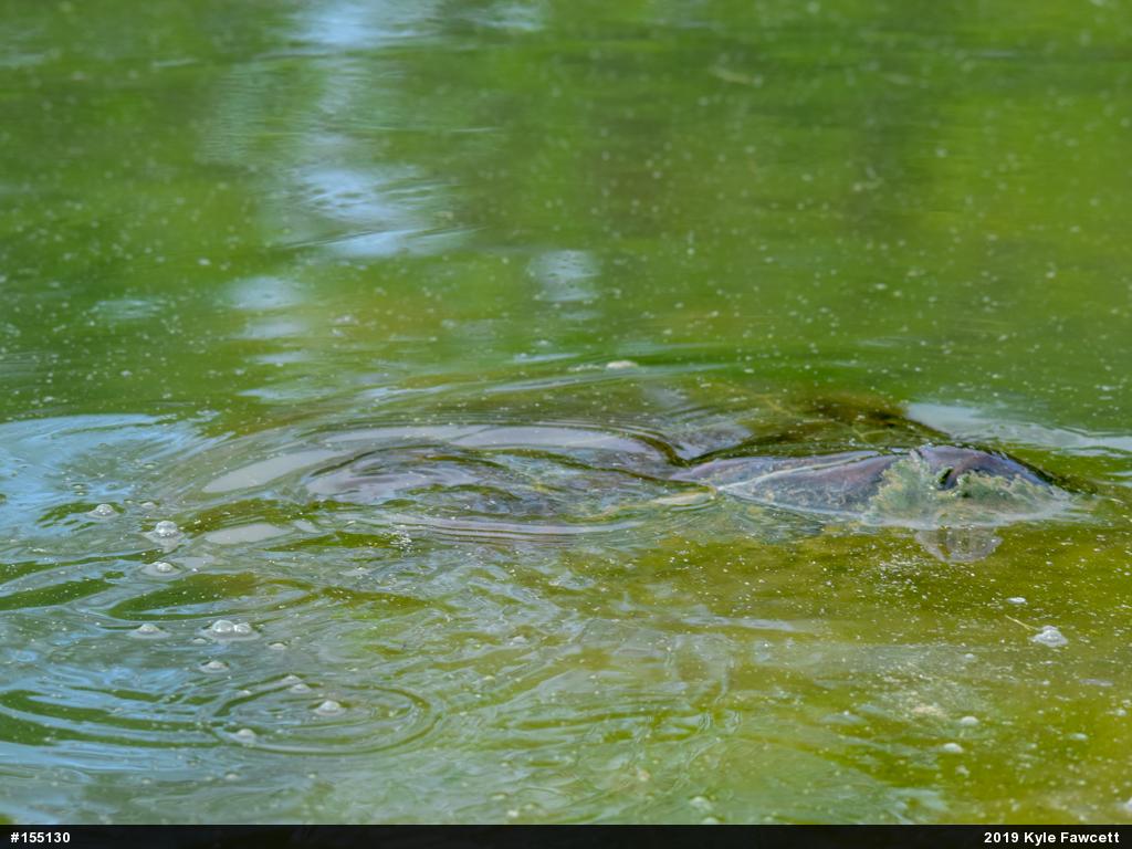 Snapping Turtle