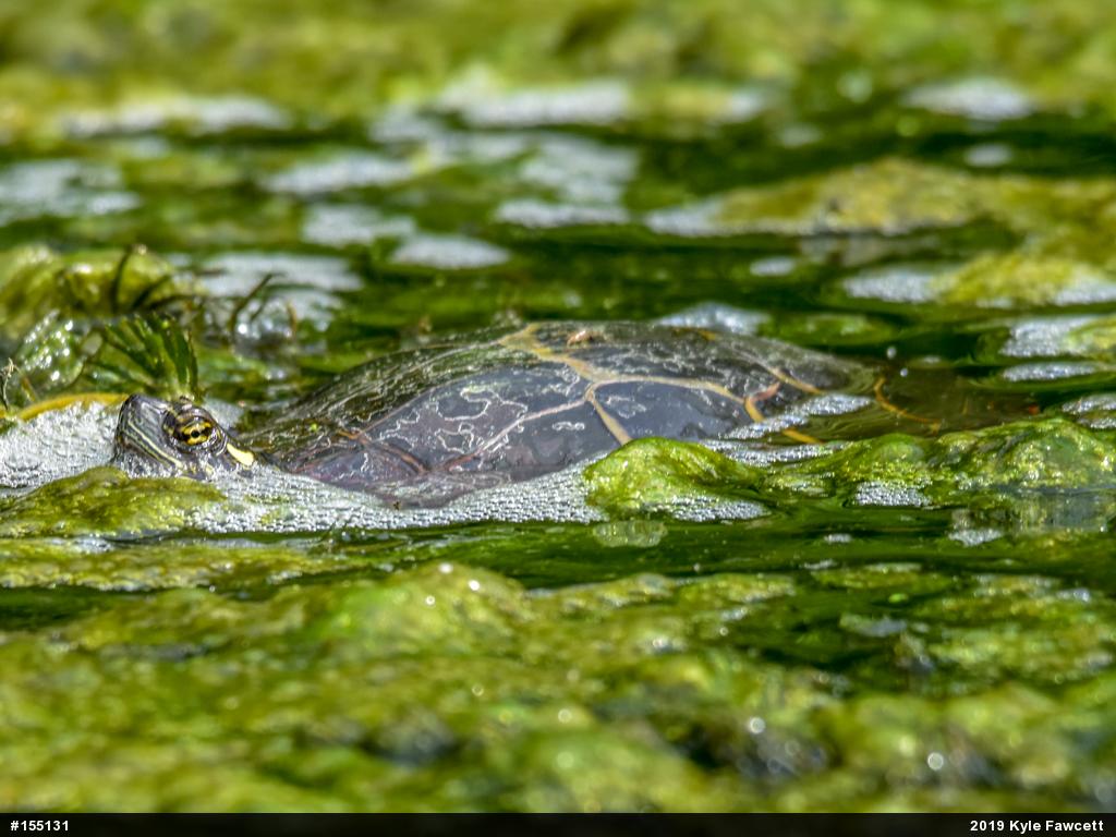 Painted Turtle