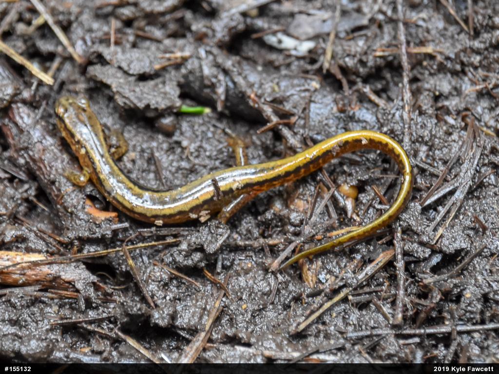 Northern Two-lined Salamander