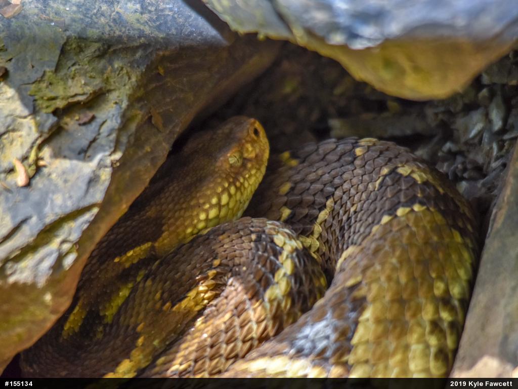 Timber Rattlesnake