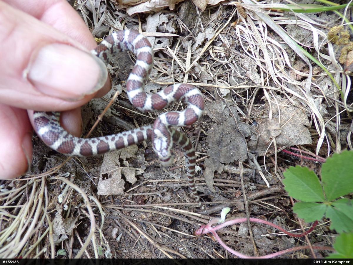 Eastern Milksnake