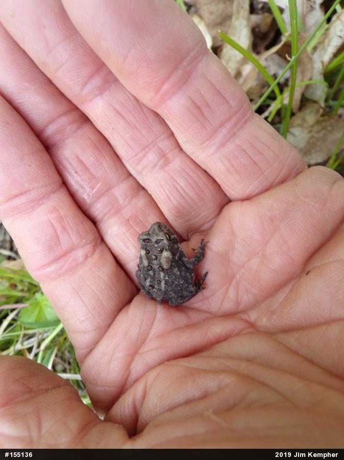 Eastern American Toad