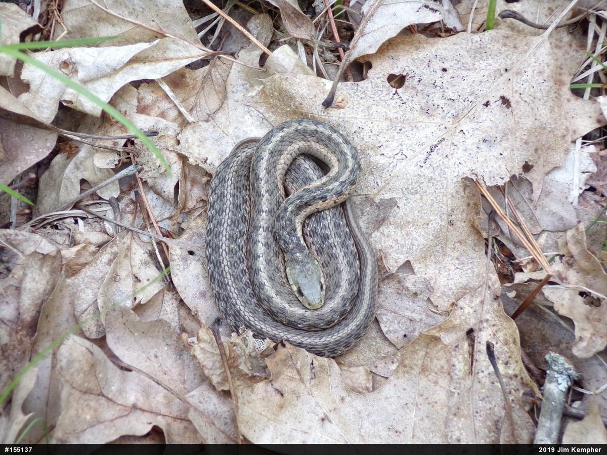 Eastern Gartersnake
