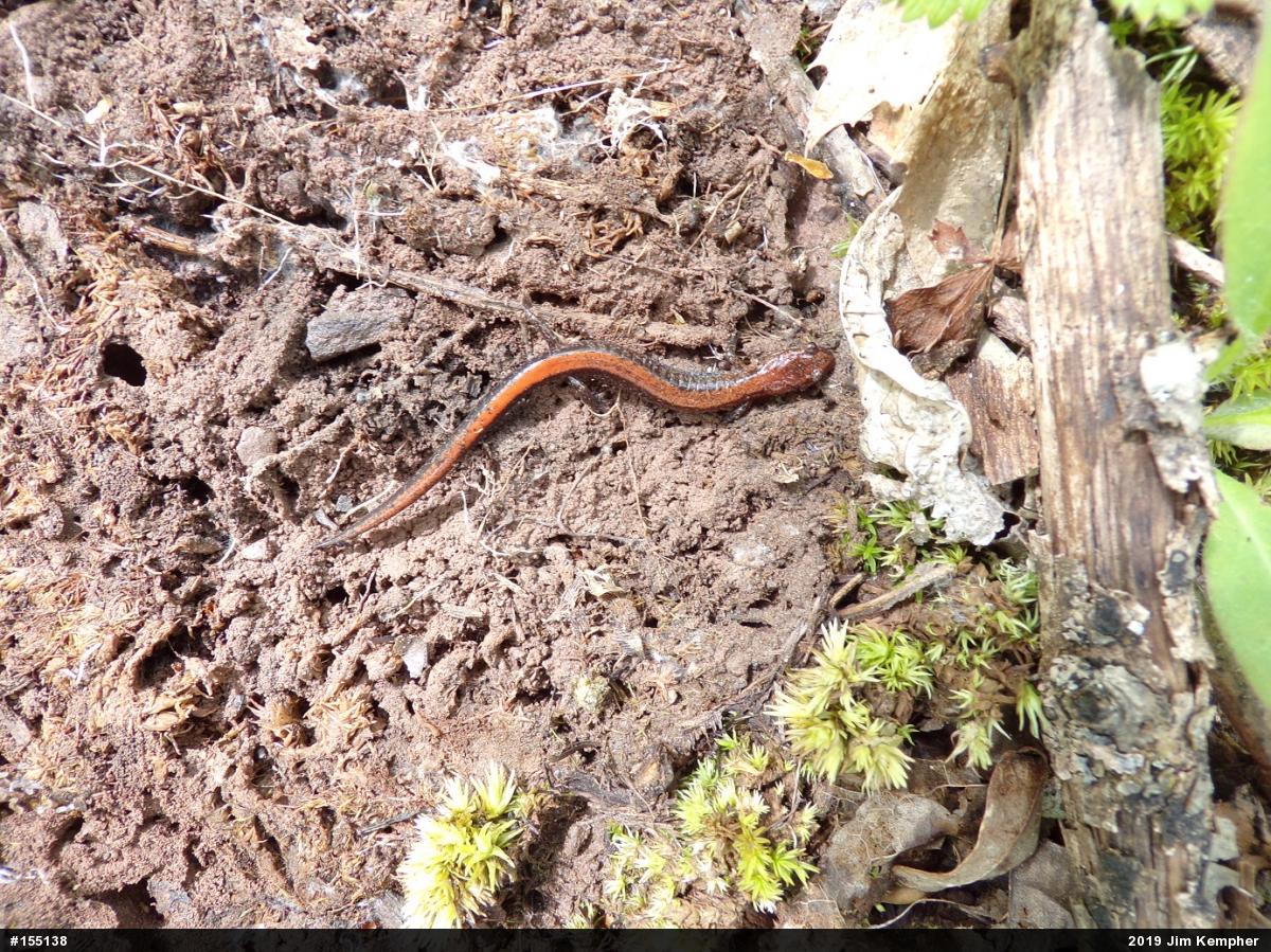 Eastern Red-backed  Salamander