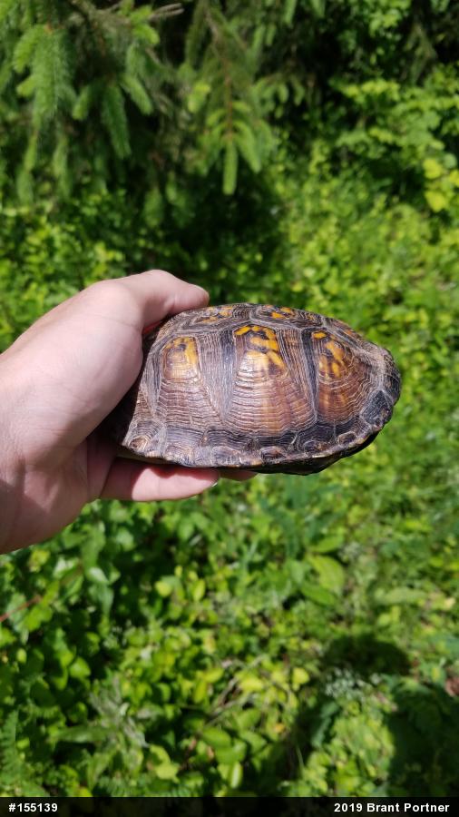Eastern Box Turtle