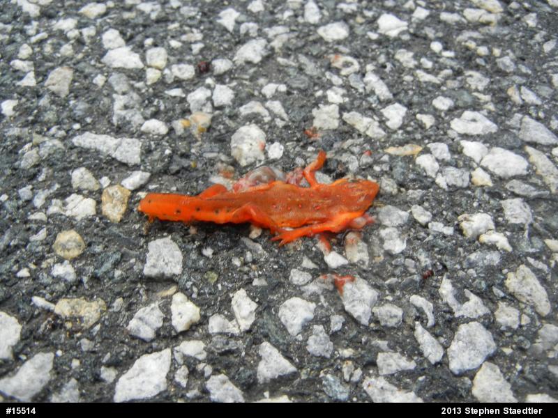 Red-spotted Newt
