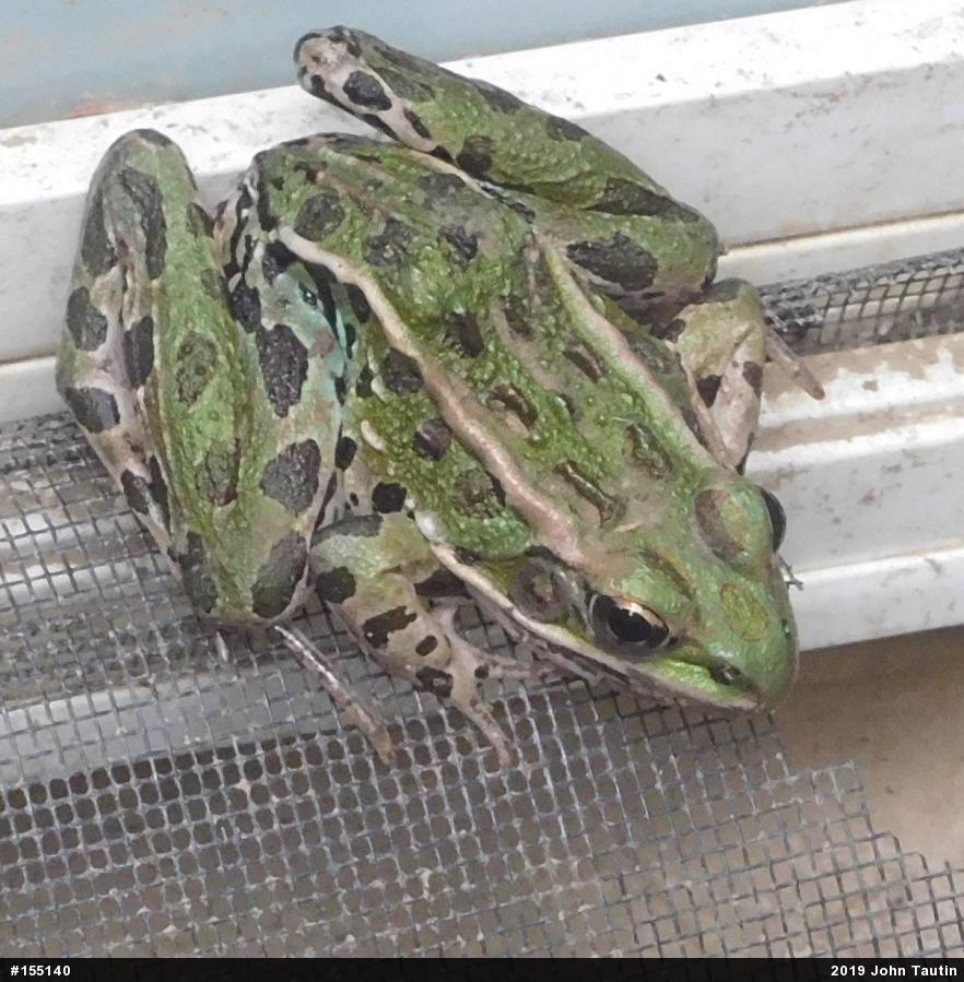 Northern Leopard Frog