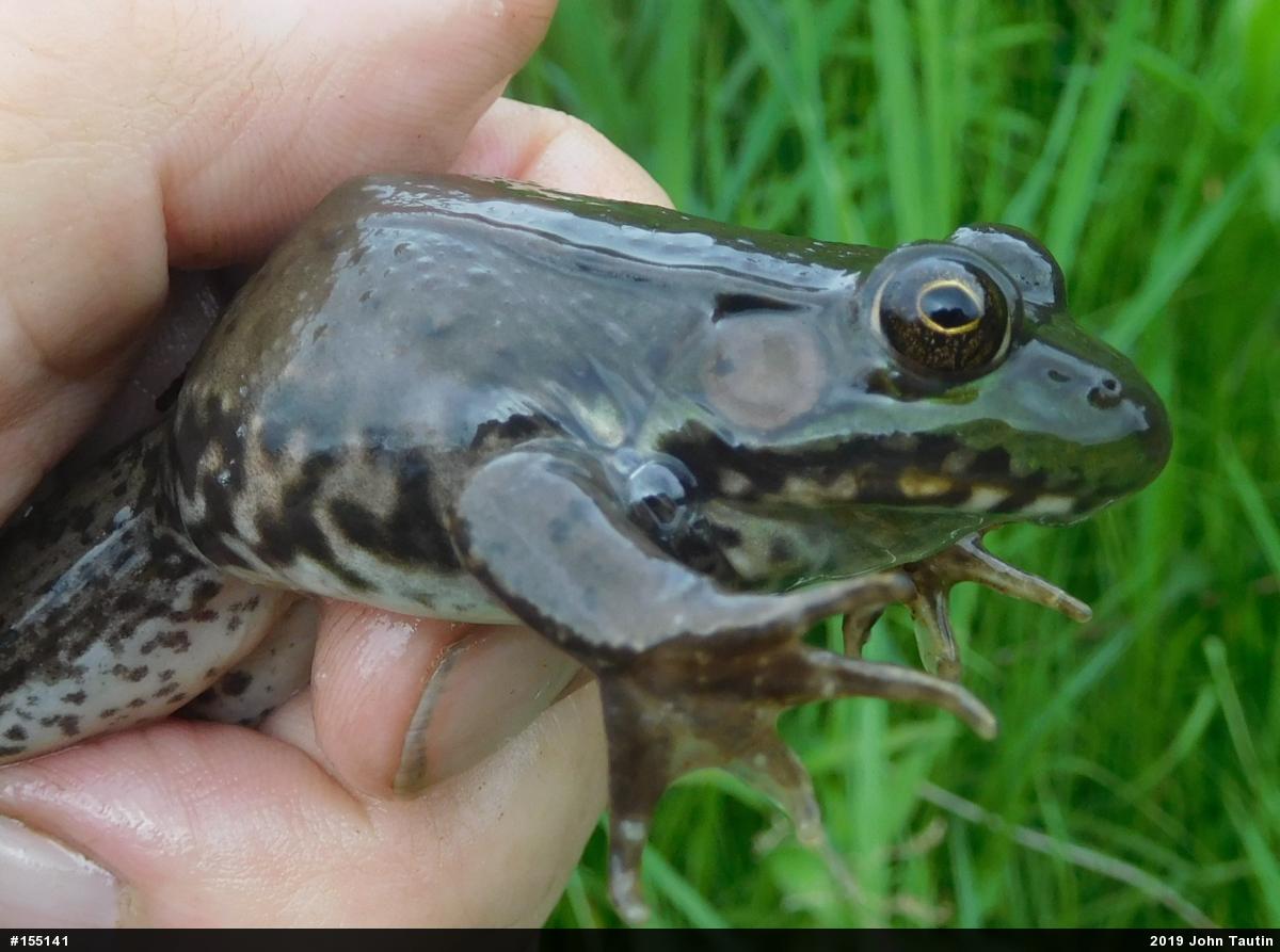 Green Frog