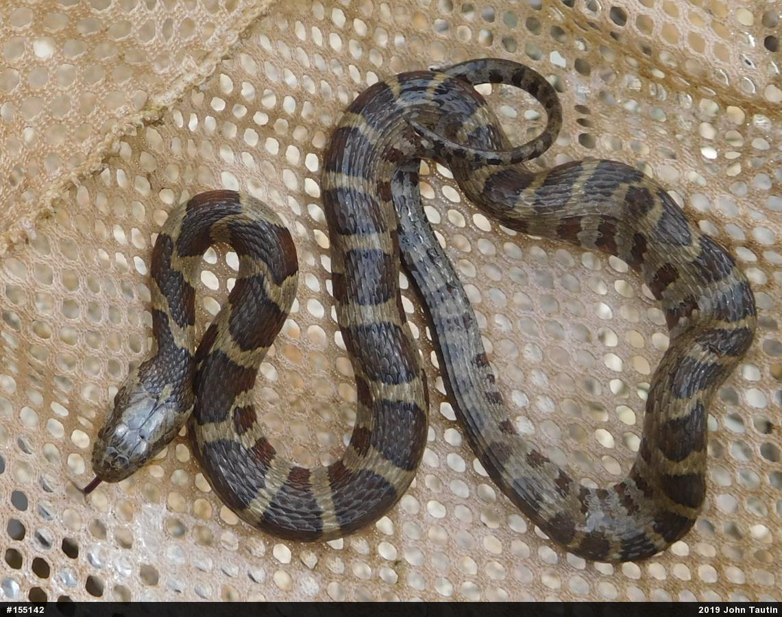 Northern Watersnake