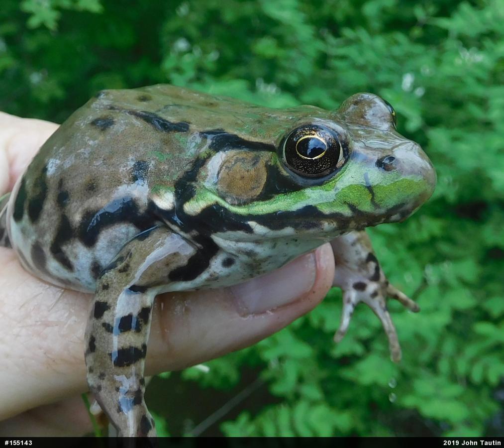 Green Frog