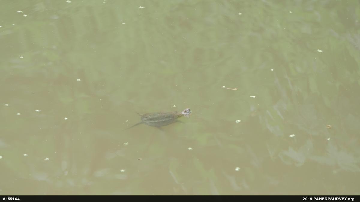 Snapping Turtle