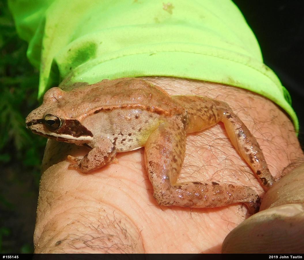 Wood Frog