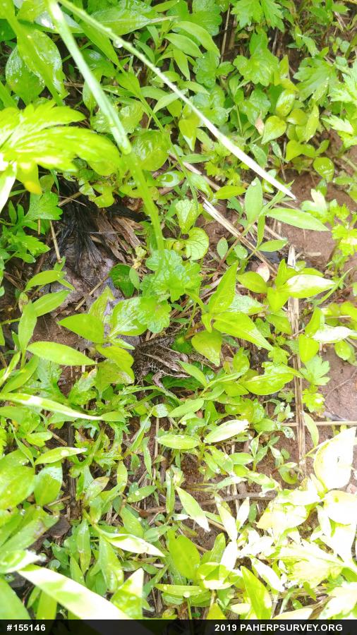 Pickerel Frog